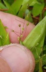 Dichanthelium strigosum