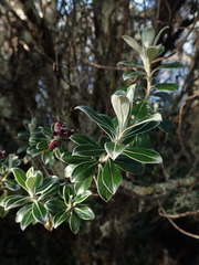 Linochilus rhododendroides