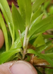Dichanthelium strigosum