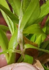 Dichanthelium strigosum
