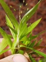 Dichanthelium strigosum