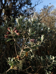 Linochilus rhododendroides