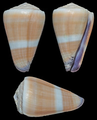 Conus flavidus