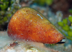 Conus flavidus