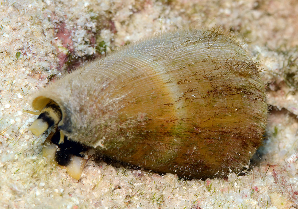 Yellow-Tinged Cone