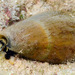 Conus flavidus - Photo (c) uwkwaj, alguns direitos reservados (CC BY-NC), uploaded by uwkwaj