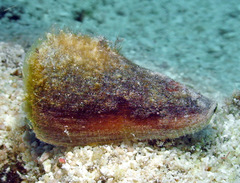 Conus flavidus