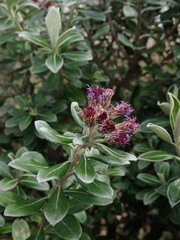 Linochilus rhododendroides