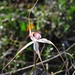 Large White Spider Orchid - Photo (c) Natalie Tapson, some rights reserved (CC BY-NC-SA)