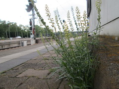Reseda lutea