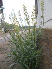 Reseda lutea