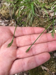 Carex communis