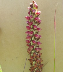 Disa versicolor