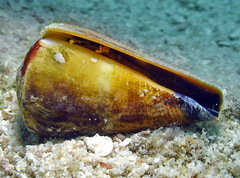 Conus flavidus