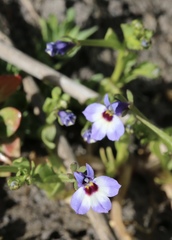 Downingia concolor concolor