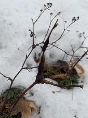 Neolasioptera nodulosa