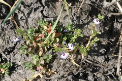 Downingia concolor concolor