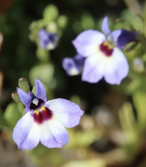 Downingia concolor concolor