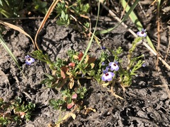 Downingia concolor concolor