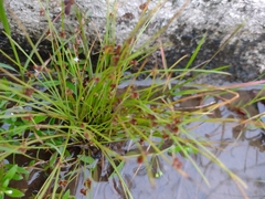 Cyperus subsquarrosus