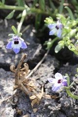 Downingia concolor concolor