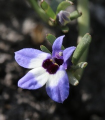 Downingia concolor concolor