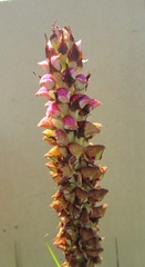 Disa versicolor