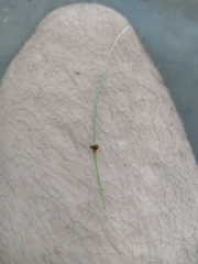 Cyperus subsquarrosus