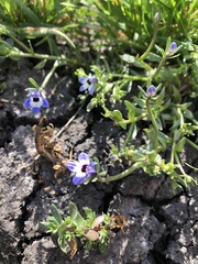 Downingia concolor concolor