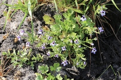 Downingia concolor concolor