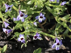 Downingia concolor concolor