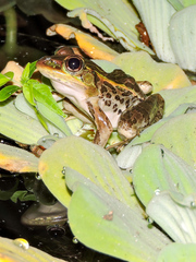 Lithobates magnaocularis