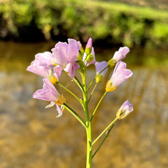Cardamine pratensis