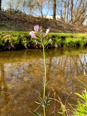 Cardamine pratensis
