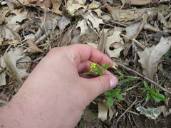Ranunculus micranthus