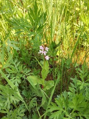Galearis camtschatica