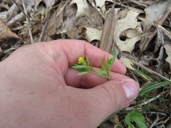 Ranunculus micranthus