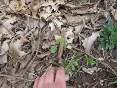 Ranunculus micranthus