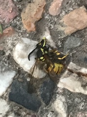 Vespula germanica