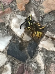 Vespula germanica