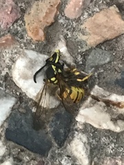 Vespula germanica