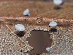 Lachnum subvirgineum