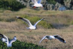 Chroicocephalus novaehollandiae novaehollandiae