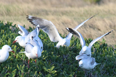 Chroicocephalus novaehollandiae novaehollandiae