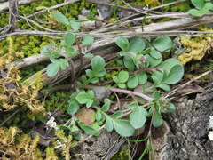 Phacelia dubia interior