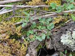 Phacelia dubia interior