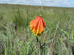 Kniphofia fluviatilis