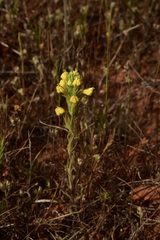 Castilleja lacera