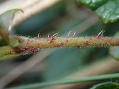 Rubus coriaceus