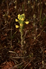Castilleja lacera